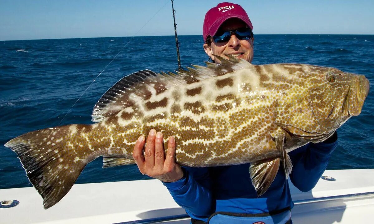 Atlantic Goliath Grouper Wild Kratts Wiki Fandom