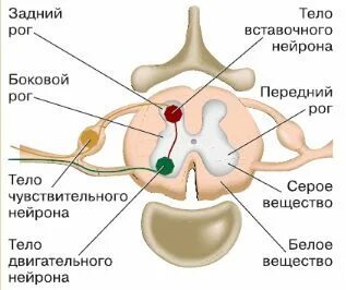 Линия 8 биология