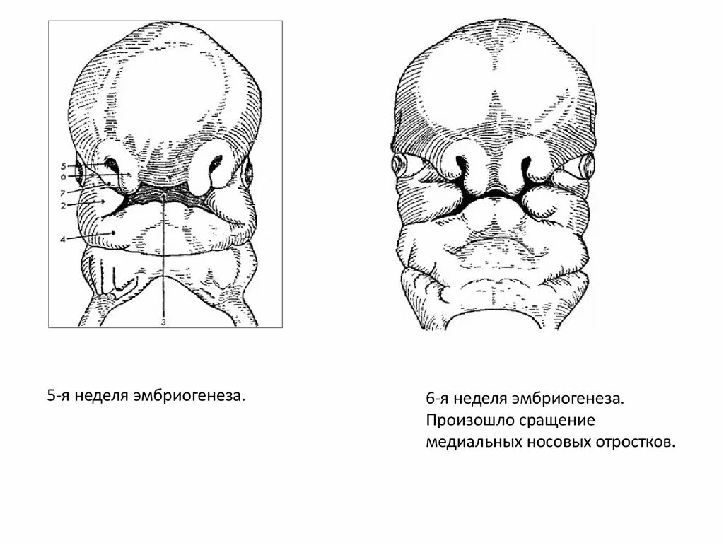 Эмбриогенез костей черепа. Эмбриогенез лицевого скелета. Эмбриональное развитие черепа человека. Развитие мозгового и лицевого черепа.