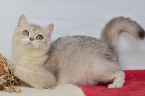 Серебристо золотая шиншилла