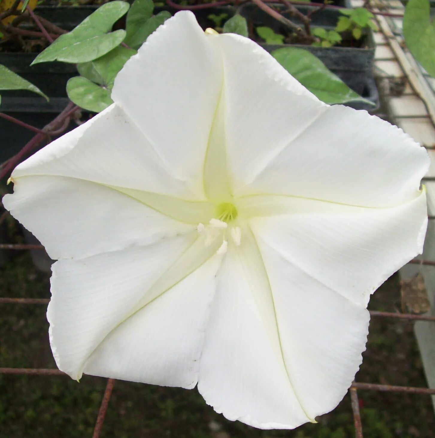 Moonflower перевод. Moonflower актриса. Moonflower фото актрисы. Ипомея луноцвет. Moonflower перевод.
