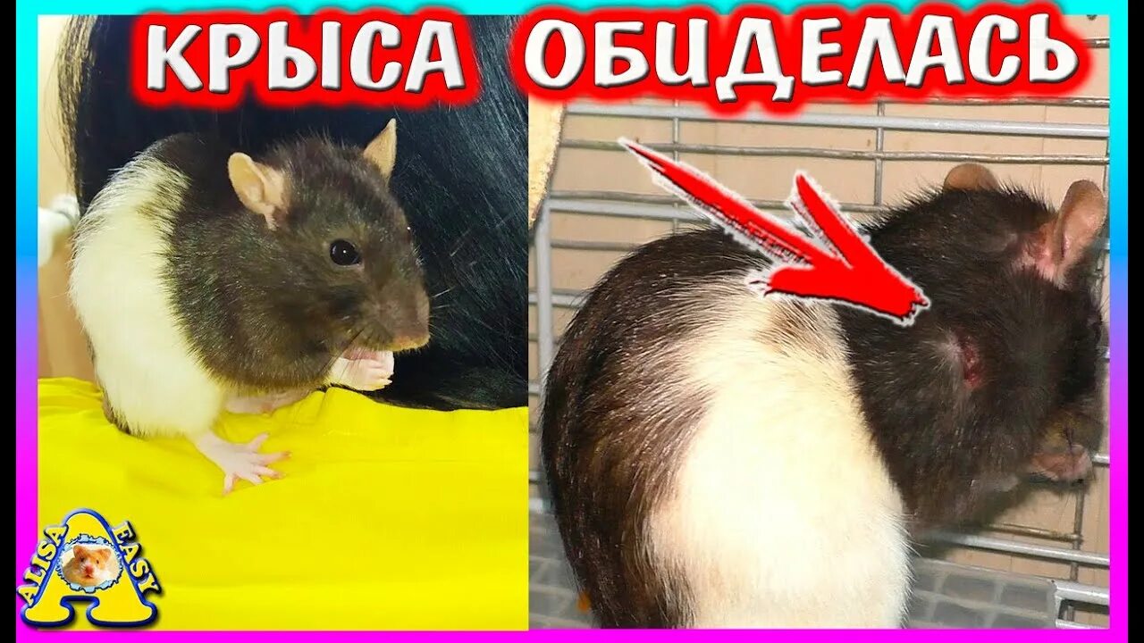 Крыска алиса. Крыса алиса. Алиса ты крыса. Крыска алиса. Крыска ириска.