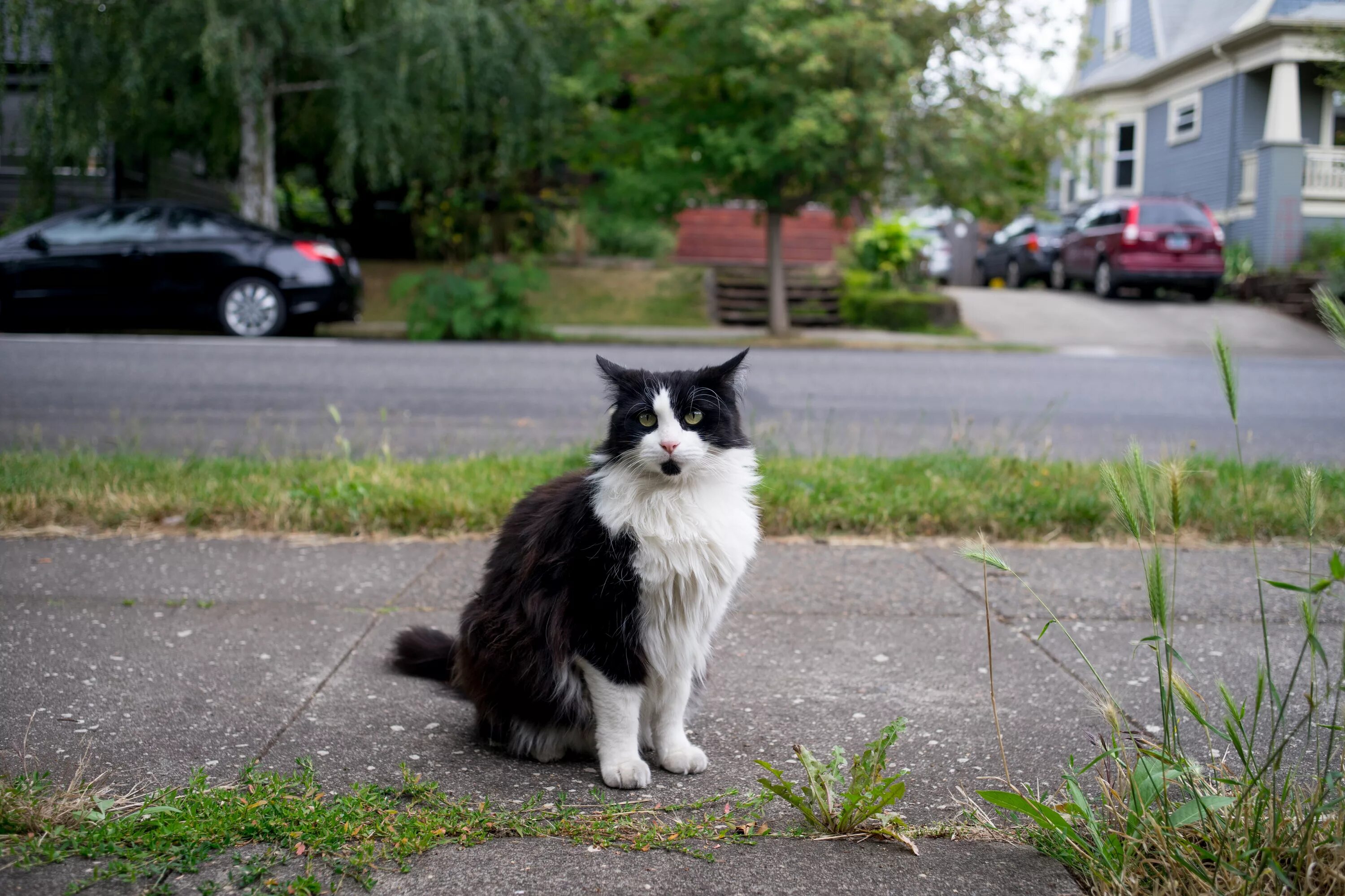 Cat state. Cat state. Сша cat. Кошки штата мэн. Сша кошка.