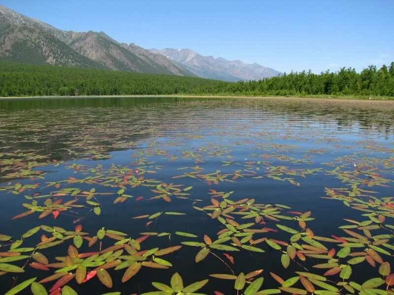 Самый северный нац парк. Байкало-Ленский заповедник. Байкало Ленинский заповедник. • Байкальский; • Баргузинский; • Байкало-Ленский.. Байкальский биосферный заповедник.