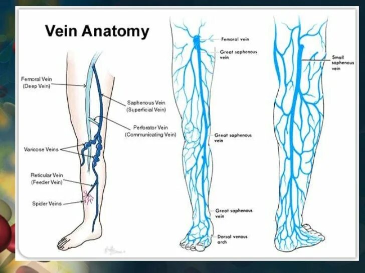 Самая большая вена как называется у человека. Схема поверхностных вен нижних конечностей. Глубокие вены нижних конечностей анатомия схема. Поверхностные вены ноги схема. Анатомия поверхностных вен нижних конечностей.