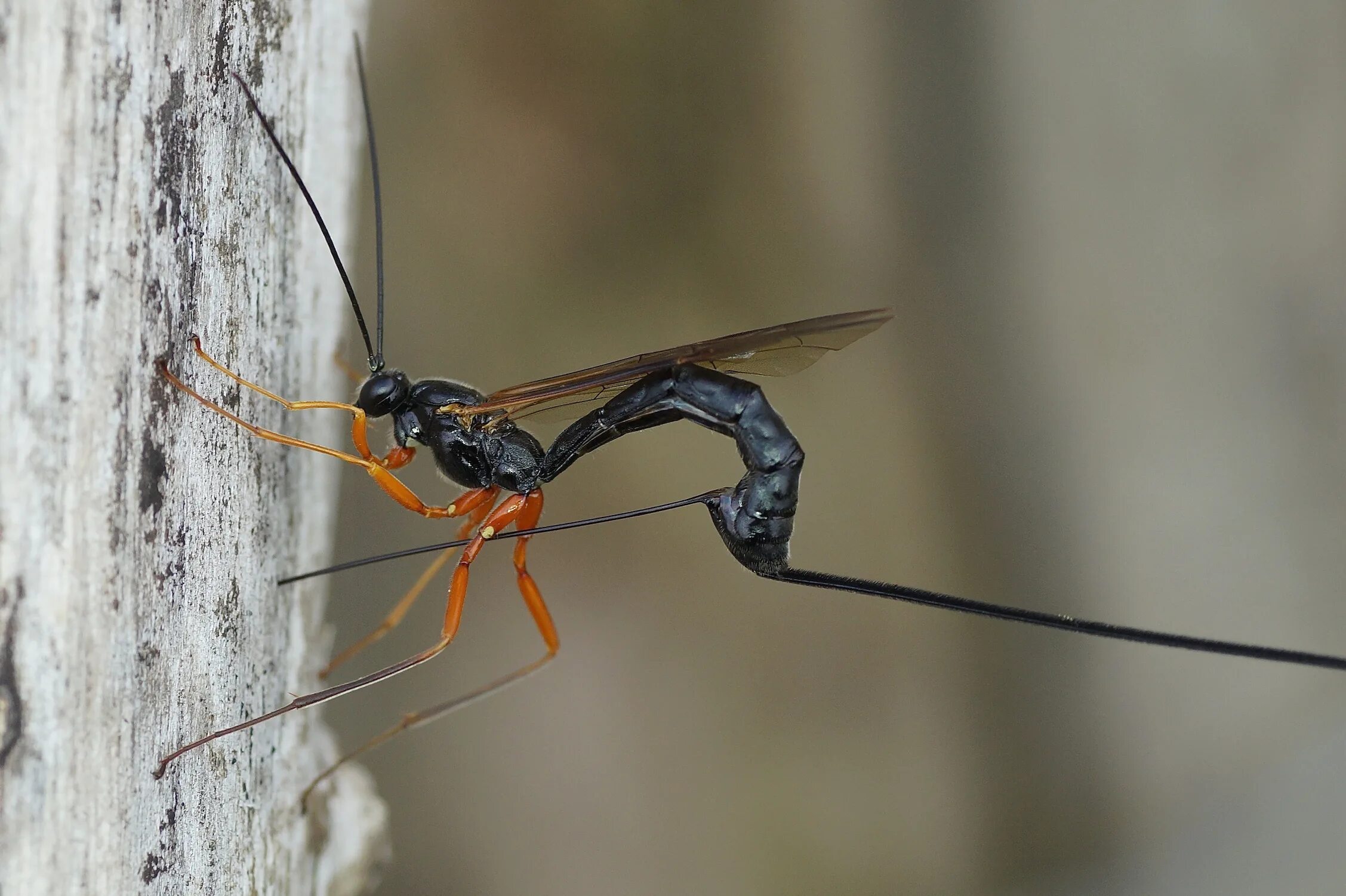 Ихневмониды. Оса ихневмон гигантская. Наездник Echthrus reluctator l. (Ichneumonidae, Cryptinae). Наездник апантелес