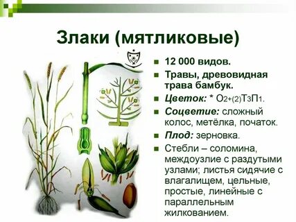 Для стеблей однодольных растений характерны