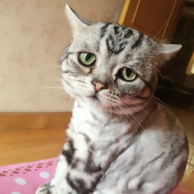 Грустная кошка. Грустные коты. Грустный кот. Расстроенная кошка. Очень грустный кот.