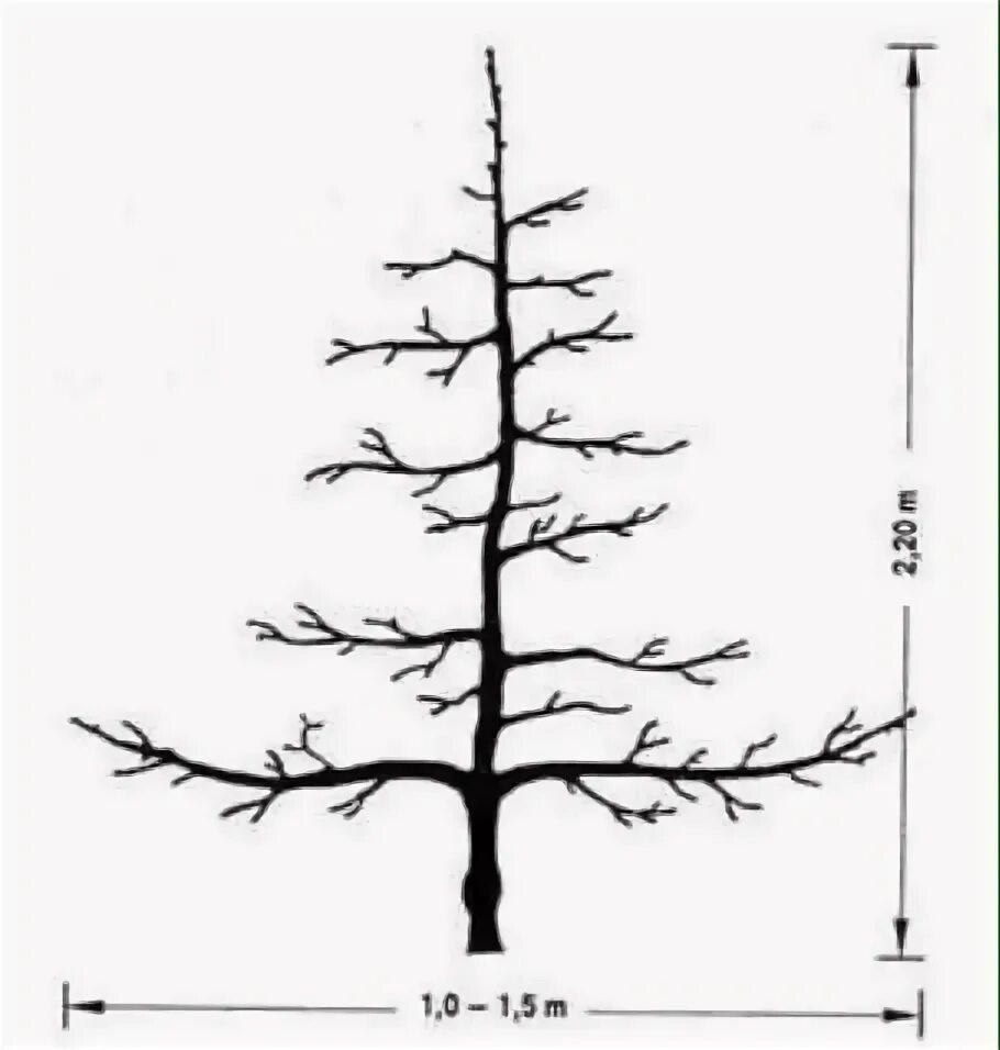 Формировка веретено. Обрезка веретено яблоня. Веретеновидная крона яблони. Формировка яблони веретено. Формировка веретено.