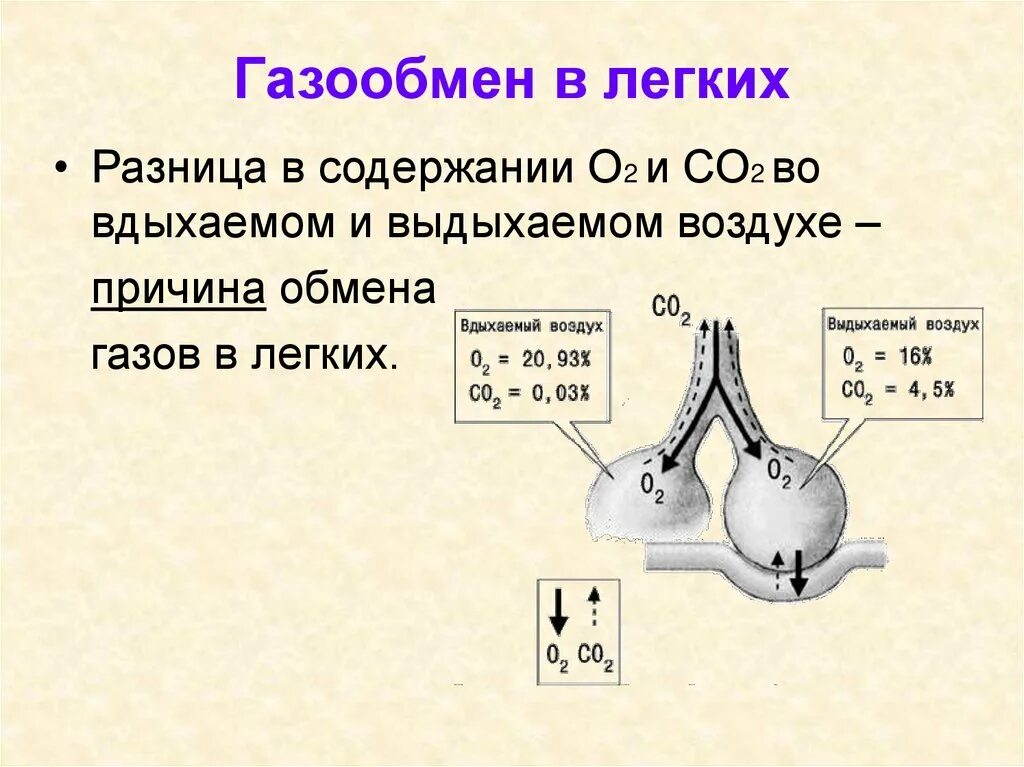 Во вдыхаемом воздухе углекислого газа. Газообмен в легких. Формула газообмена в легких. Газообмен в легких химические реакции. Схема газообмена в легких.