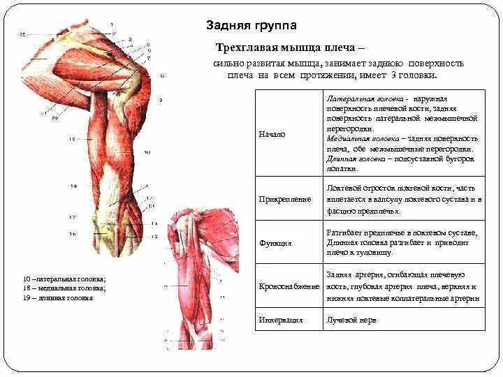 Строение двуглавой и трехглавой мышцы. Строение двуглавой и трехглавой мышцы