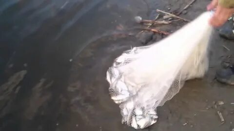 Ловля на кастинговую сеть видео