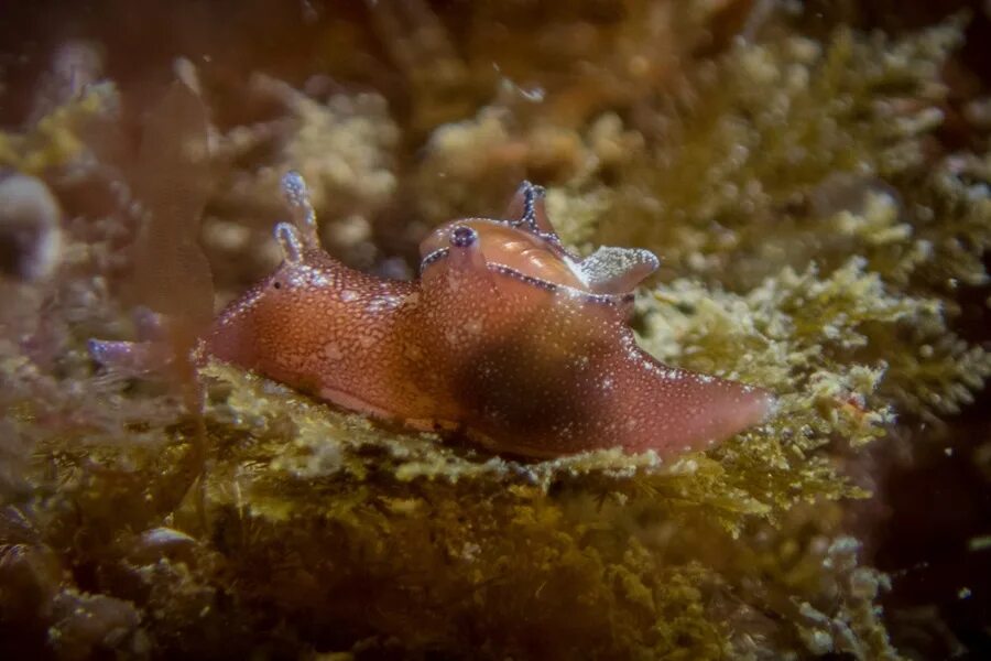 Моллюском аплизией. Aplysia punctata. Морской заяц моллюск аплизия. Покрытожаберные моллюски. Aplysia punctata строение.