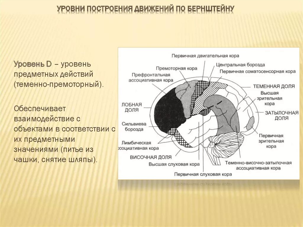 Уровни организации движений по н.а Бернштейну. Уровни построения движений по н.а Бернштейну. Теория уровней построения движений н.а Бернштейна. Теменно премоторный уровень по Бернштейну.