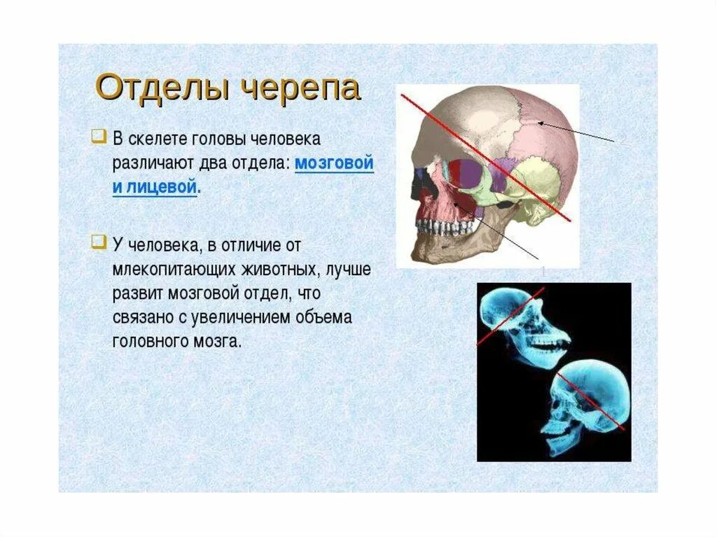 Скелет головы особенности. Скелет головы мозговой отдел кости. Скелет головы череп мозговой и лицевой отделы. Кости лицевого отдела черепа функции. Скелет головы лицевой отдел мозговой отдел.