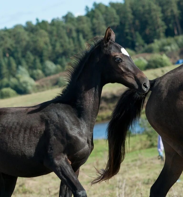 Horse 20. 20 лошадей. Портрет лошади. Horse 20. Роскошная грива.