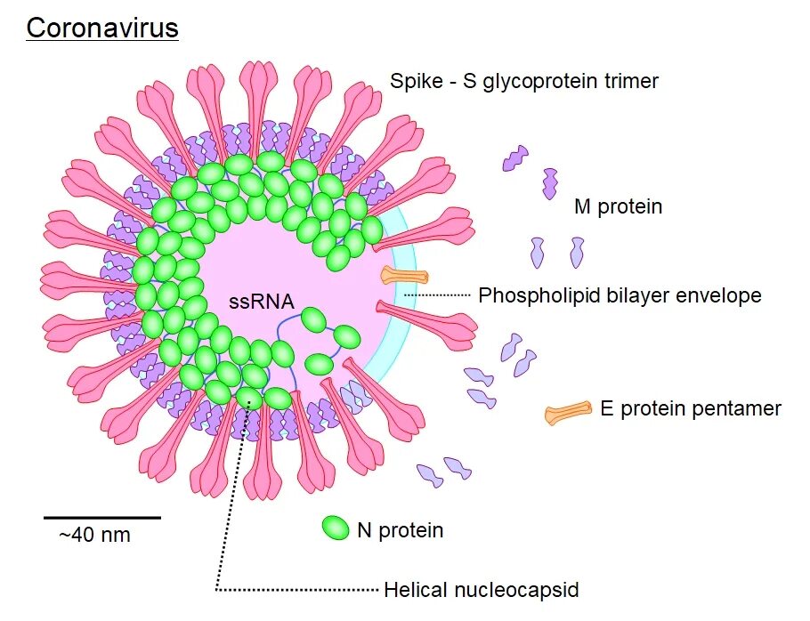 Сколько заразные после коронавируса. Коронавирусы – схема строения вириона. Коронавирус Вирион. Коронавирус строение. Коронавирус микробиология строение.