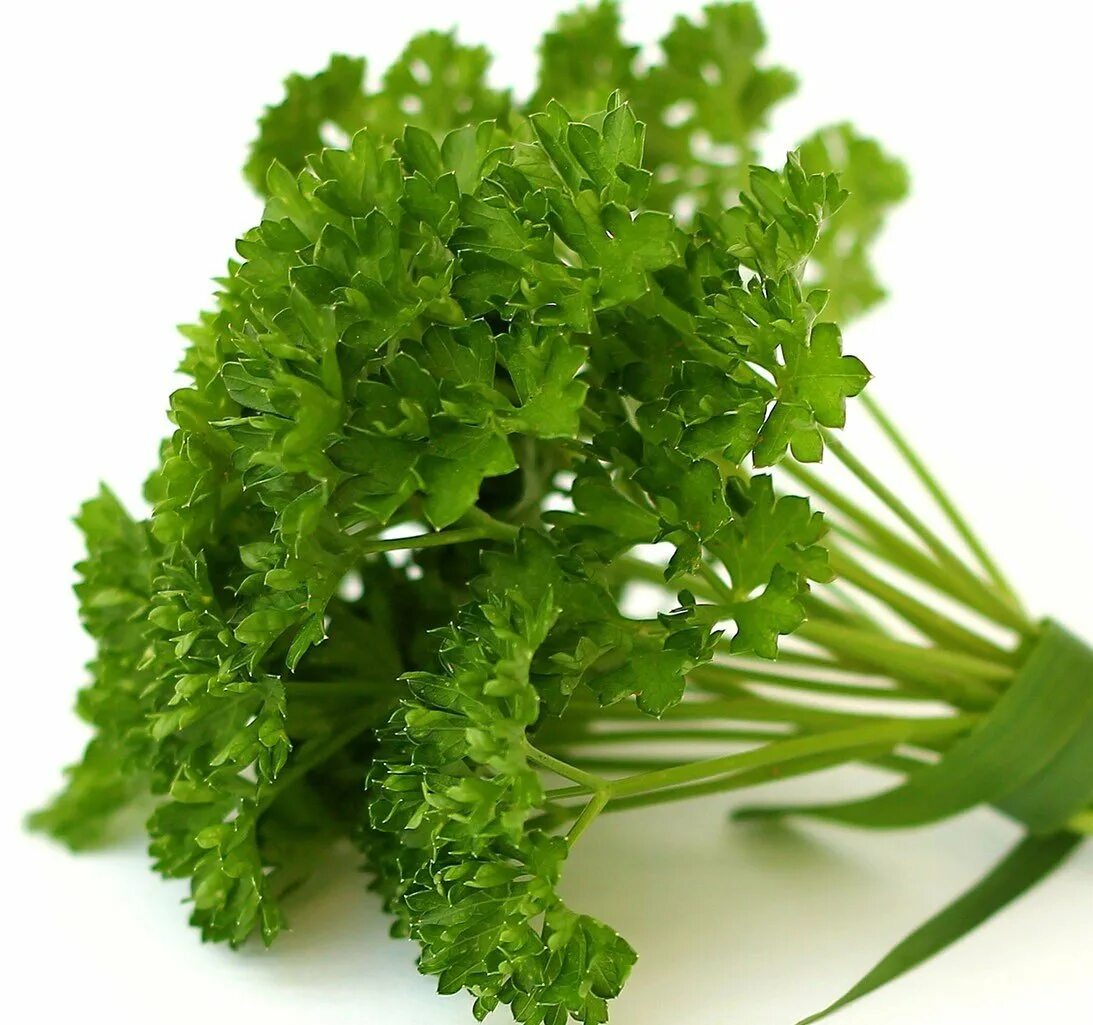 Петрушка бриз. Петрушка базилик кинза. Первичная обработка зелени петрушки. Кустик кинзы. Норма отходов картофеля.