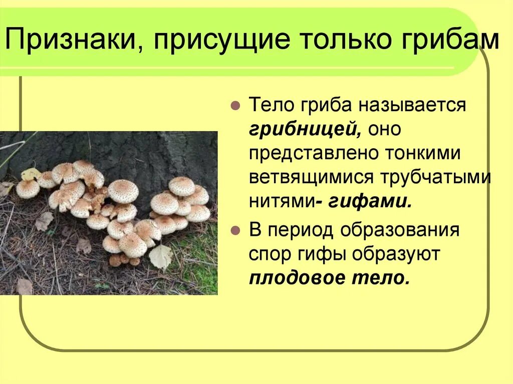 Признаки грибов кратко. Отличительные особенности грибов. Грибы признаки грибов. Признаки характерные только для грибов. Характерные признаки царства грибов.