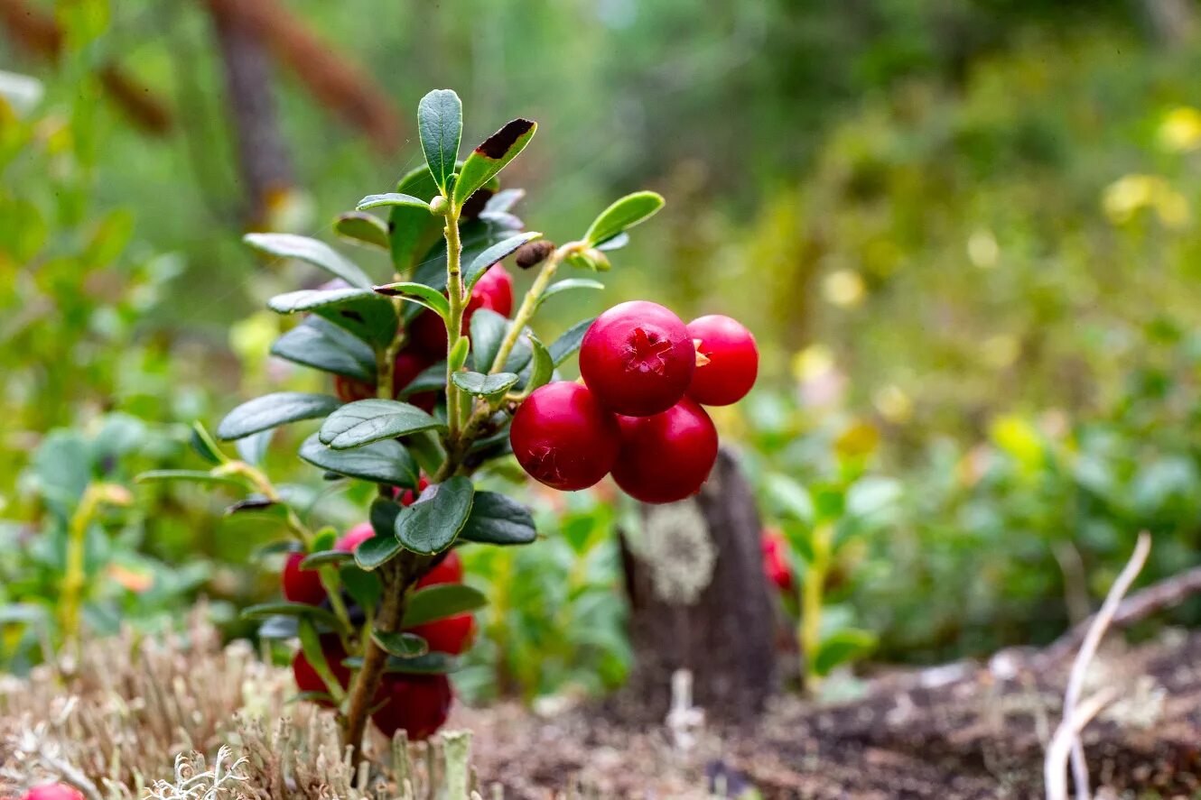 Брусника обыкновенная кустарничек. Брусника Садовая. Брусника (Vaccinium Vitis-idaea). Брусника Лесная куст. Ягода клюква растет летом