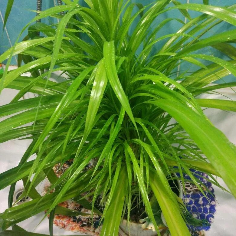 Комнатное растение панданус. Панданус винтовая пальма. панданус сандера винтовая пальма. панданус баптиста. пандуэ винтлвая пальма.