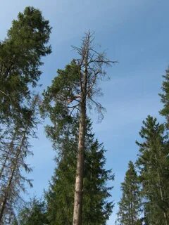 Гибель сосен