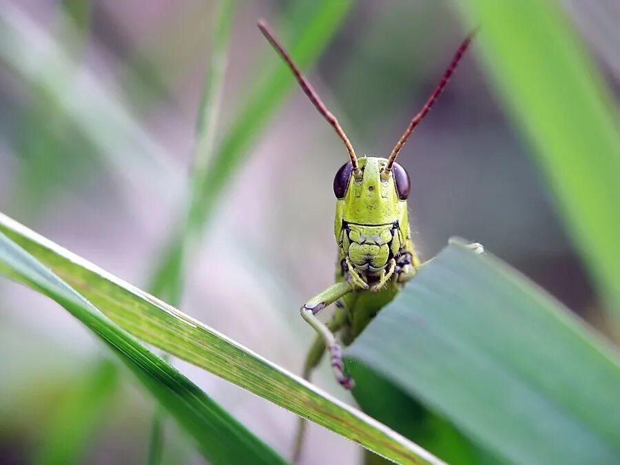 прямокрылые orthoptera. прямокрылые сверчки. прямокрылые кузнечик зеленый. Tettigonia caudata опасен?. прямокрылые саранча.