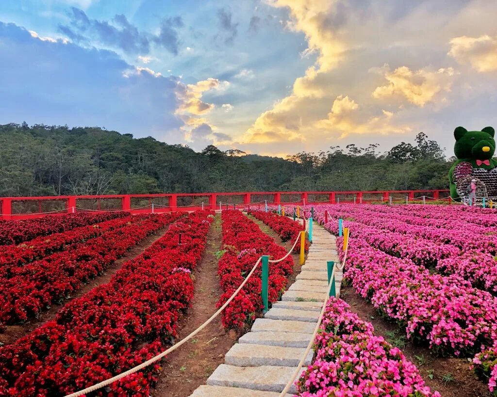 Best vietnam. Dalat Floral. Hoa Hong da lat. Flowers Gardens on the đà lạt Plateau. Ảnh vườn.