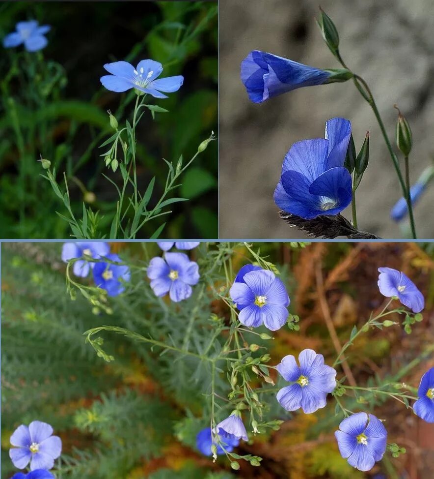 Цветы похожие на лен. Лен многолетний Linum perénne. Лен многолетний Блю Скай. Лён узколистный (Linum angustifolium). Лен Пилигрим многолетний.