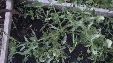 Рассада помидор скручивается вверх