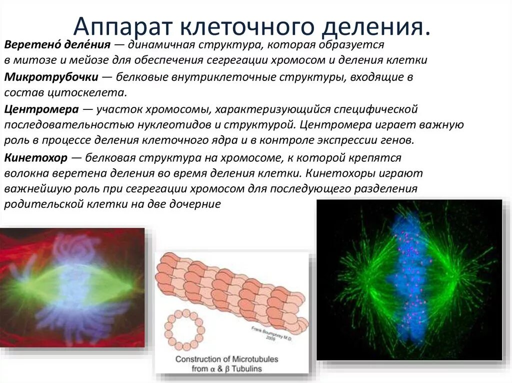 Аппарат деления клетки