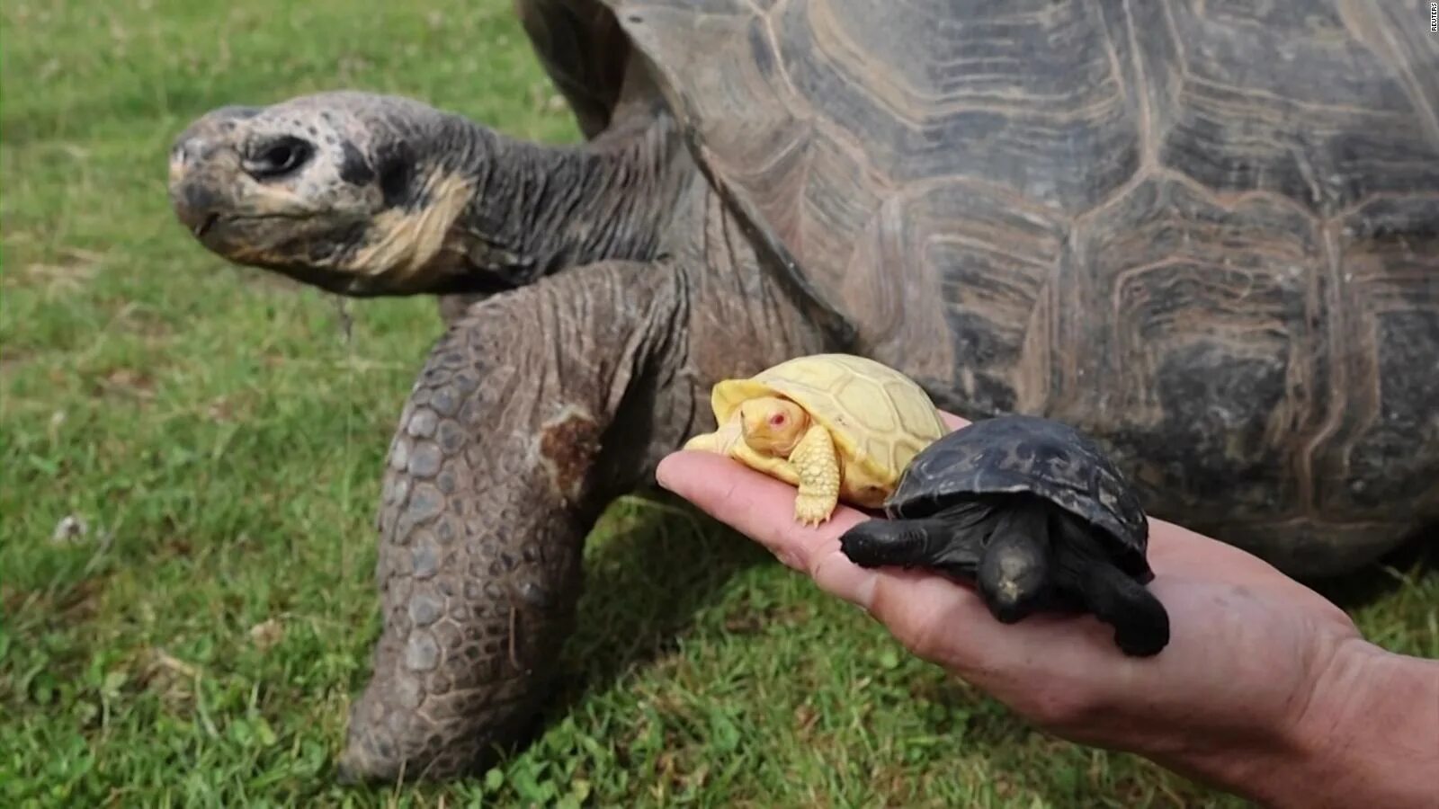 Рождения черепахи. Галапагосская черепаха. Галапагосская гигантская черепаха. Среднеазиатская черепаха альбос. Черепаха альбинос.