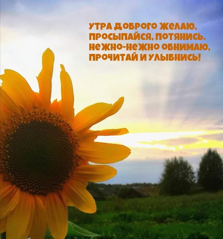Доброе утро картинки пожелания обнимашки С добрым зимним утром картинки Смешные открытки, Доброе утро, Смешные таблички
