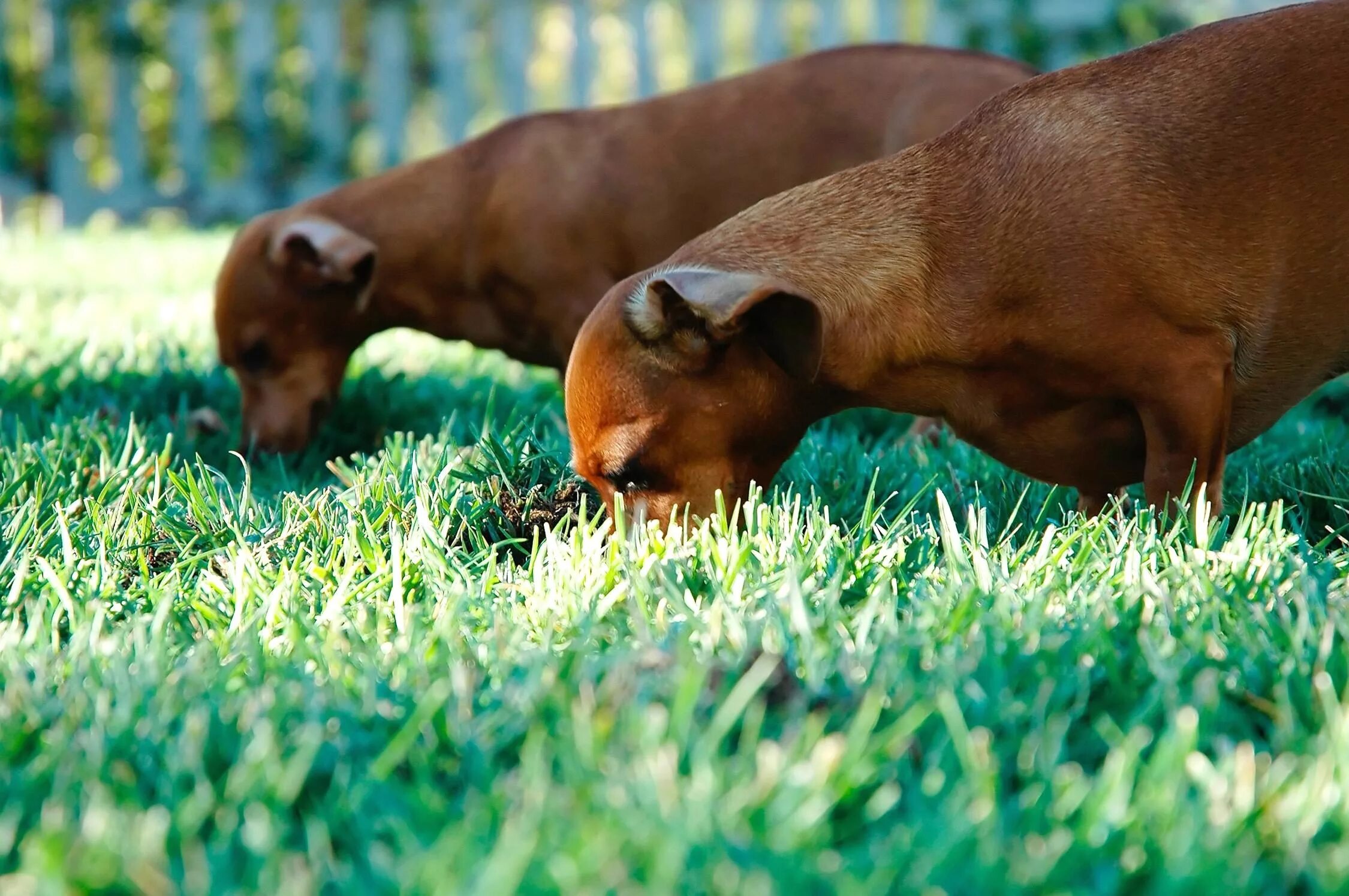 Почему собака травка. Собака ест траву. Такса в траве. Пес ест траву. Собака ест зелень.