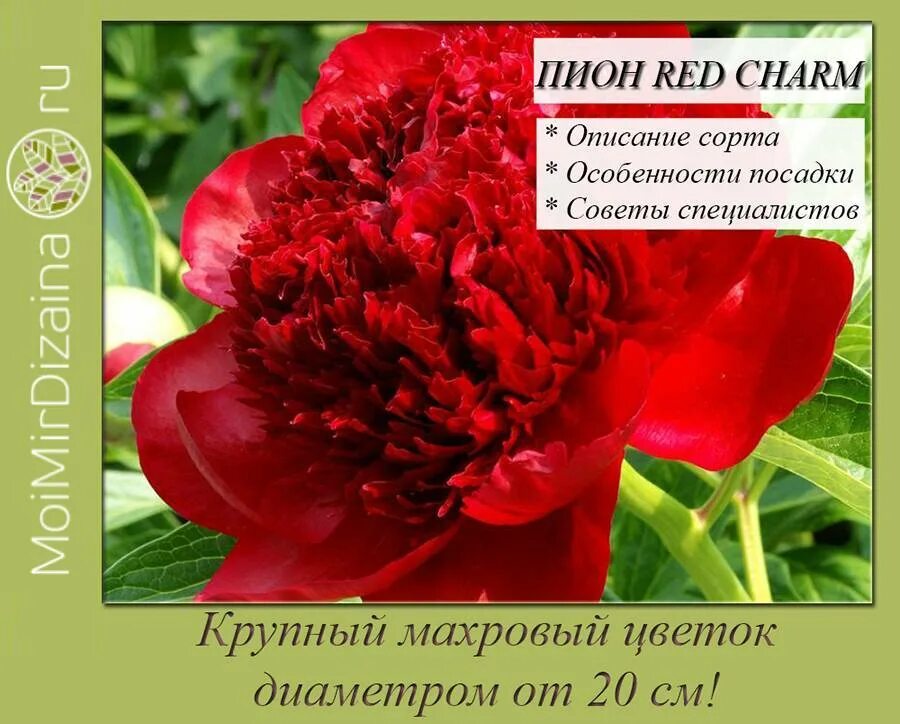 Пион ред чарм описание. Пион сорт ред чарм. пион красный ред чарм. пион травянистый ред шарм. пион ред шарм red charm.