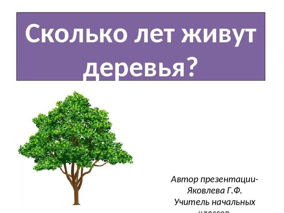 Сколько живут деревья. Сколько лет живут деревья. Сколько лет живут деревья 2 класс. Презентация про дерево 2 класс окружающий мир.