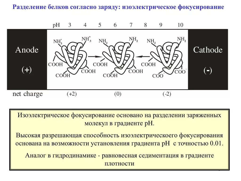 Метод капиллярного изоэлектрофокусирования. Деление белков на простые и сложные. Белки деления. Электрофорез разделение белков. Белки деления.