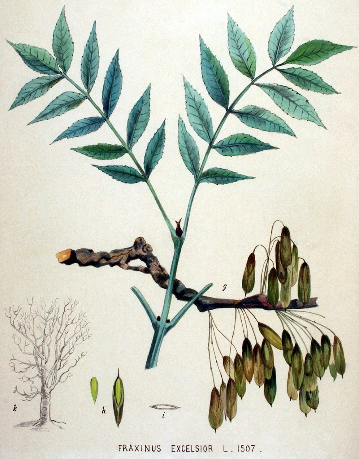 Ясень листья картинки. Ясень обыкновенный плоды. ясень обыкновенный fraxinus excelsior. ясень зеленый fraxinus lanceolata. ясень пенсильванский гербарий.