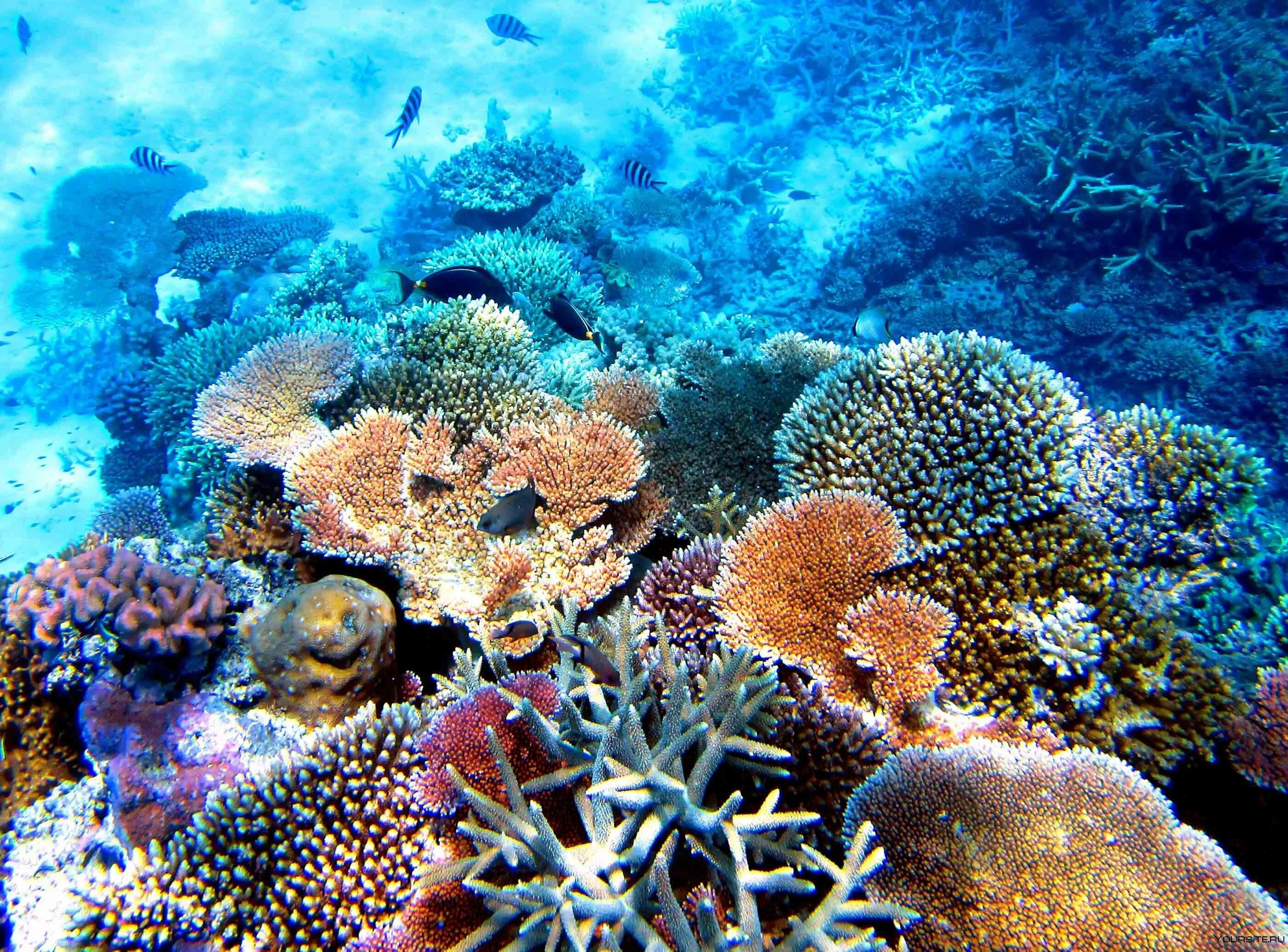 Great coral reef. Большой Барьерный риф Австралия. Коралловый Барьерный риф в Австралии. Большой карьерный Рив в австралти. Большой Барьерный риф коралловые полипы.