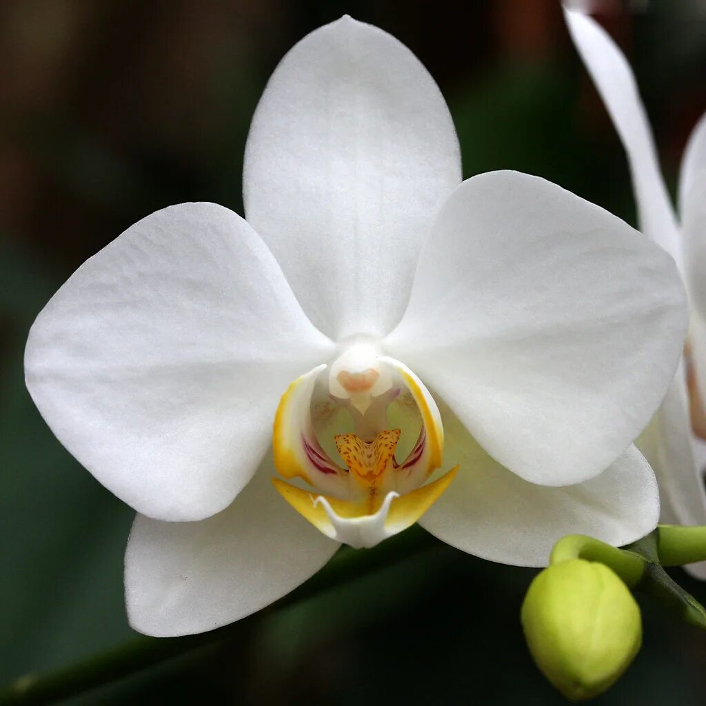Архидея белая