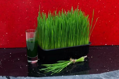 Сок пшеницы отзывы