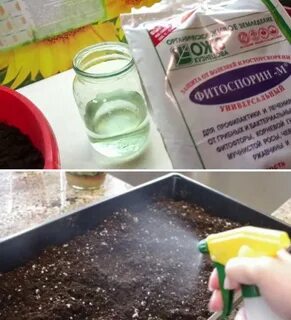 Можно замачивать семена в фитоспорине