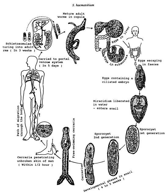 Жизненный цикл шистосомы. Schistosoma haematobium жизненный цикл. Жизненный цикл шистосомы схема. Жизненный цикл шистосомы кровяной. Шистосома гематобиум цикл.