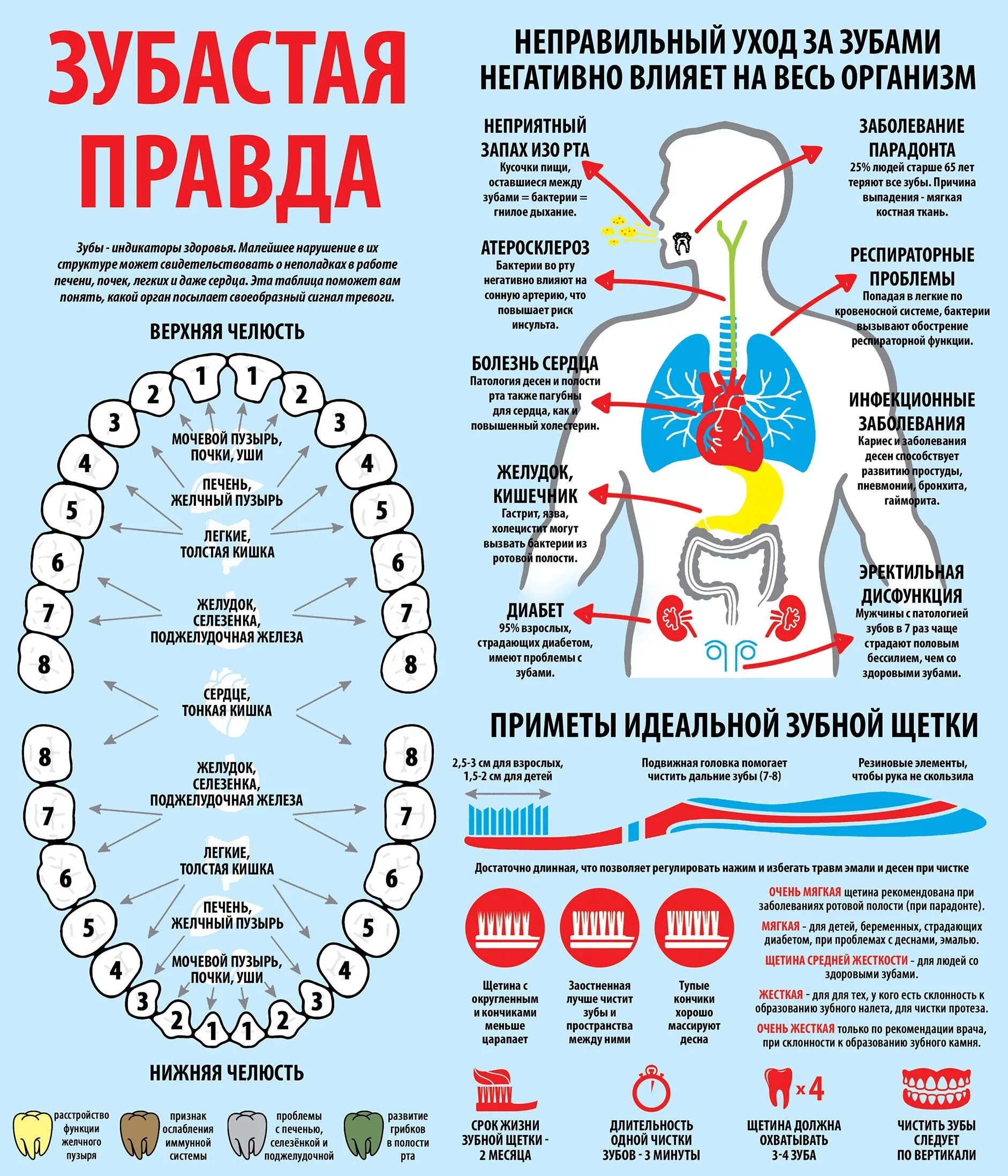 За какие органы отвечают зубы. Какой зуб отвечает за какой орган. Взаимосвязь зубов и органов. Взаимосвязь заболеваний зубов и органов. Неприятный соответствие