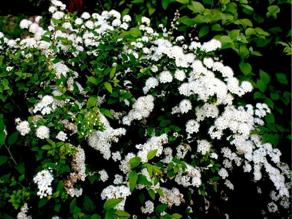 Спирея куст. Спирея таволга средняя. Спирея средняя. Спирея Вангутта.