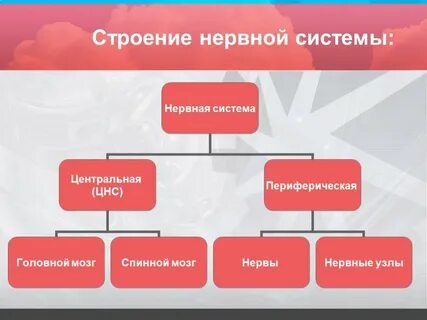 Презентация строение и значение нервной системы