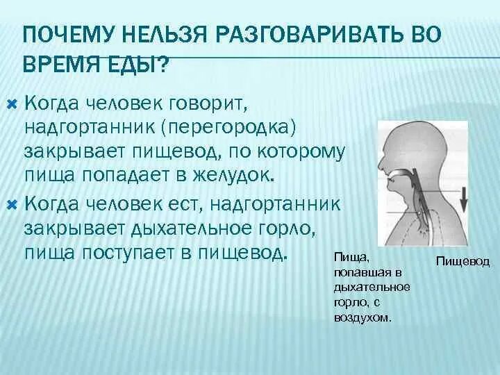 Окажемся почему е. Почему нельзя разговаривать во время еды. Почему во время еды не рекомендуется разговаривать. Почему нельзя разговаривать во время приема пищи. Во время еды нельзя.