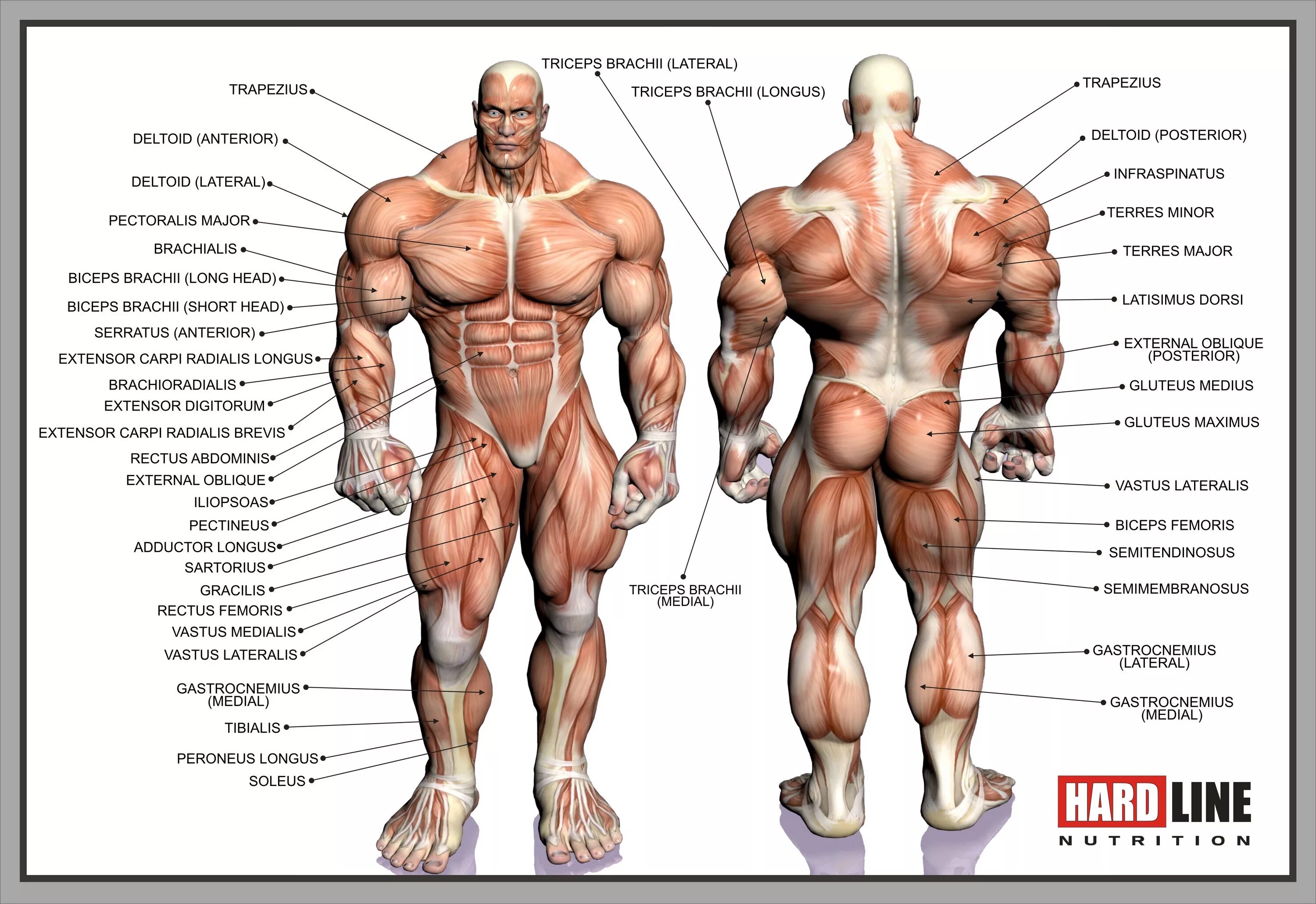 Описание мышц. Название мышц человека в бодибилдинге. Анатомия человека мышцы групп мышц. Анатомия мышцы человека культуриста. Мышцы бодибилдера анатомия.