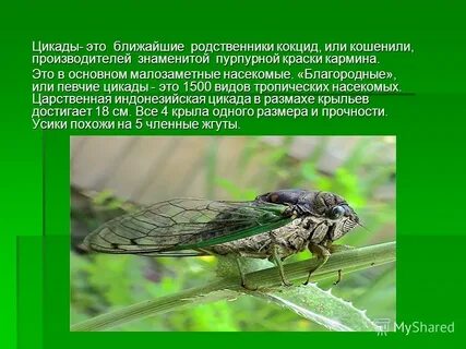 Цикада текст