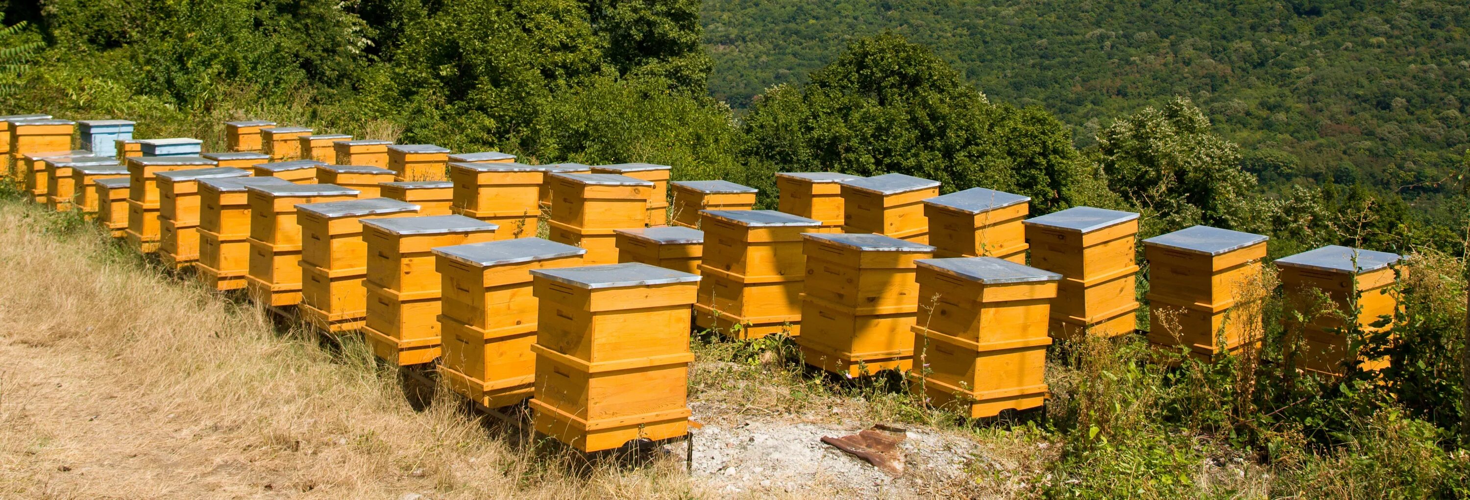 Купить пчел в челябинской области. Современное Пчеловодство. Пасека ульи. Пчелы пасека. Улей для пчел.